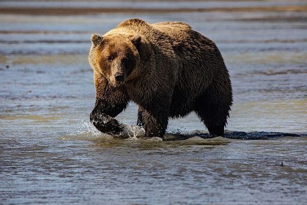 Lake Clark National Park and Preserve-Alaska-wilderness-bears-low tide-splashes-water-paw